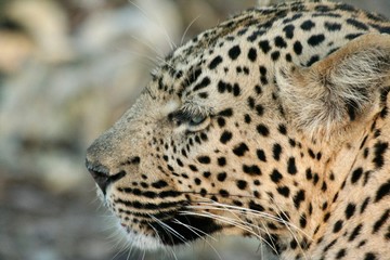 leopard