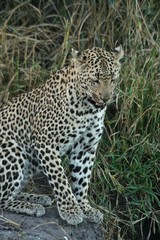 leopard