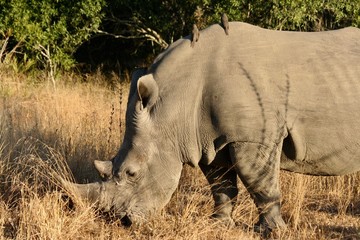rhino