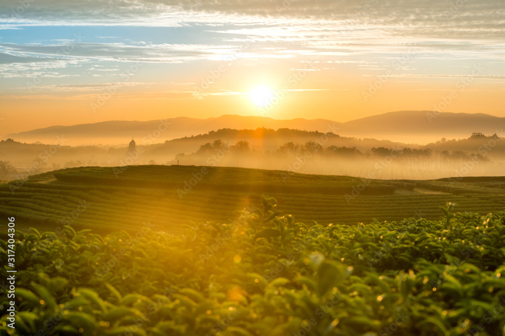 Wall mural The scenery of morning sunrise over a tea plantation with a beautiful sea of fog in Chiang Rai, Thailand.