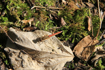 落葉の上にとまっているトンボ