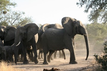 elephants playing