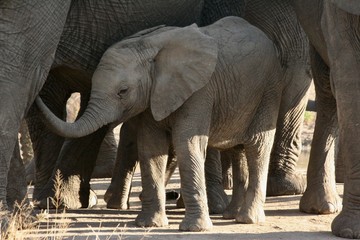 elephants playing