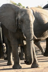 elephants playing