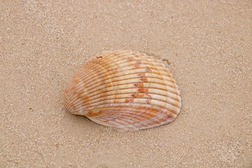 Seashell on the beach