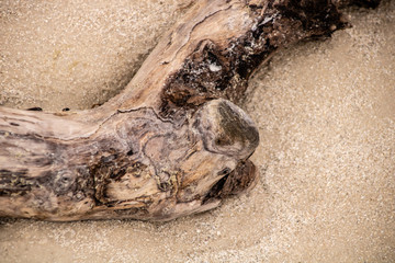 Driftwood on the Beach