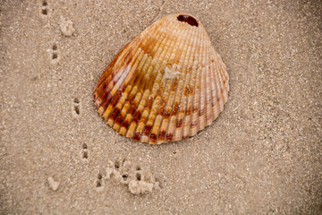 Seashell on the beach