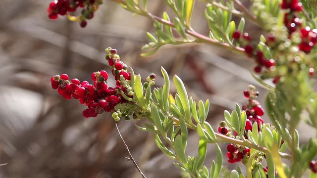 Close up of edible Australian native red berries or fruit on a coastal saltbush in South Australia