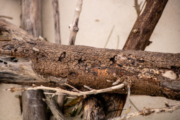 Driftwood on the Beach