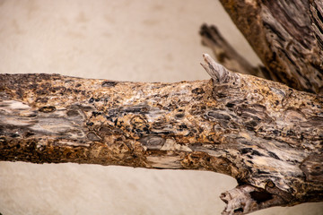 Driftwood on the Beach