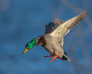 Mallard Drake in flight
