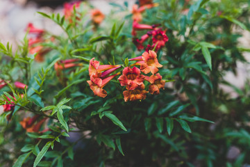 close-up of plant tacoma plant with red flowers