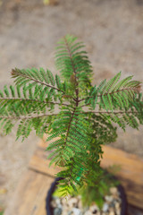 jacaranda plant outdoor in sunny backyard