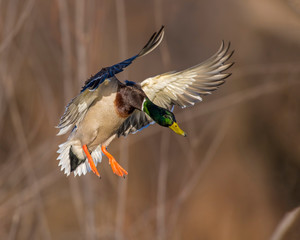 Mallard Drake in flight