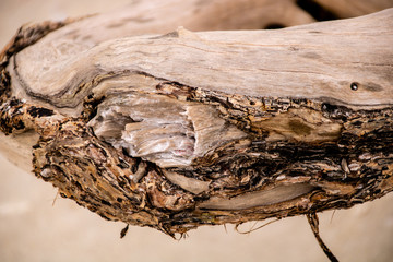 Driftwood on the Beach