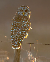 Backlit Barred Owl on a fence in the early morning