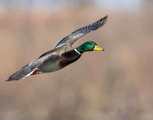 Obraz premium Mallard Drake in flight