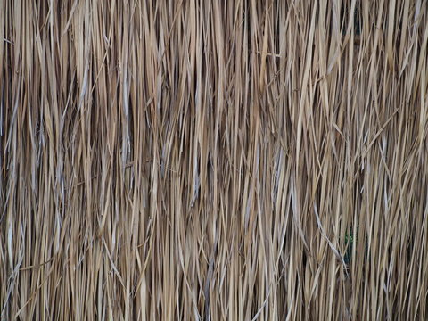 Thatch roof or wall background, hay or dry grass background. A thatched roof or wall, hay or dry grass background. Grass hay, roof or wall texture. Dry straw, roof or wall background texture.