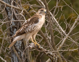 Red-tailed Hawk perched in a tree