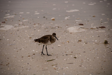Small shore bird