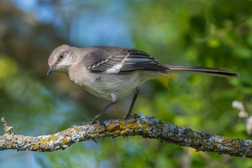 Obraz premium Northern Mockingbird on a perch