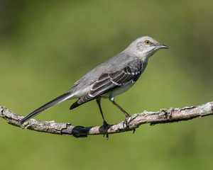 Northern Mockingbird on a perch