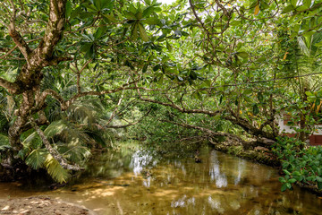Fototapeta na wymiar Regenwald in Costa Rica