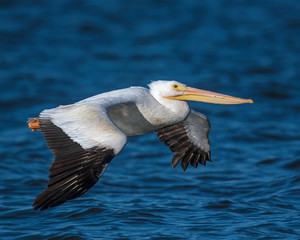 American White Pelican in flight