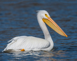 American White Pelican swimming in the water at Grand Lake, Oklahoma © David McGowen
