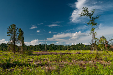 Fototapeta premium Deforestation in Florida