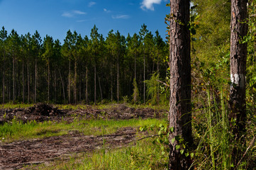 Fototapeta premium trees in the forest