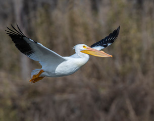 American White Pelican in flight at Grand Lake, Oklahoma © David McGowen