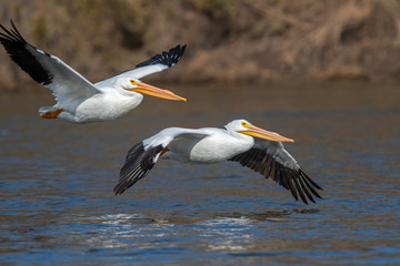 Fototapeta na wymiar American White Pelican in flight at Grand Lake, Oklahoma