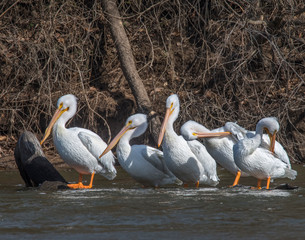 A goup of American White Pelicans sitting on a floating log © David McGowen