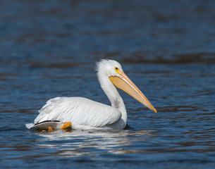 Fototapeta na wymiar American White Pelican swimming in the water at Grand Lake, Oklahoma