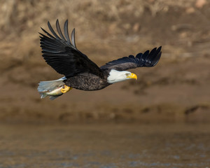 Bald Eagle in flight at Grand Lake, Oklahoma