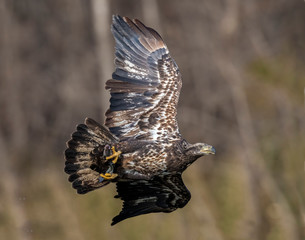 Bald Eagle in flight at Grand Lake, Oklahoma