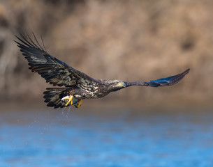 Bald Eagle in flight at Grand Lake, Oklahoma