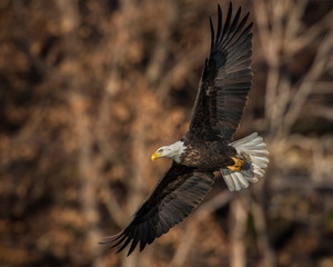 Bald Eagle in flight at Grand Lake, Oklahoma
