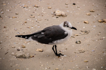 Laughing gull