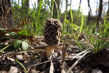 Morel mushroom on the forest floor