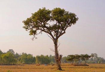 Obraz premium tree in the field