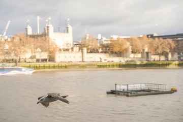 Fototapeta premium Tower Bridge, London on a Cloudy Day
