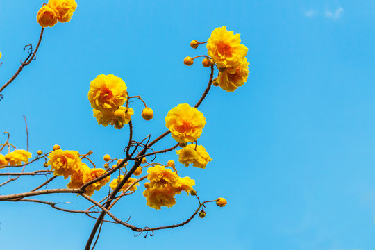 Yellow Flowers On Background Of Blue Sky