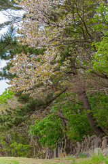稲荷神社の石像