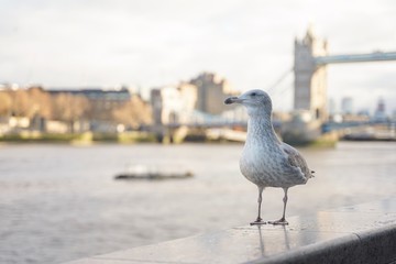 closed up shot of seagull at Tower Bridge London, on a cloudy day.