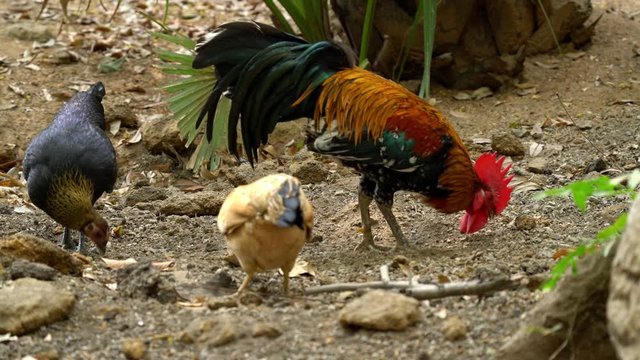 Male and female bantam chickens in the countryside