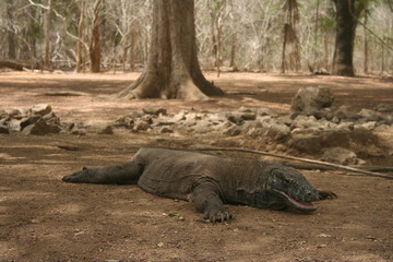 Komodo Dragon
