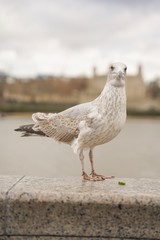 closed up shot of seagull at Tower Bridge London, on a cloudy day.