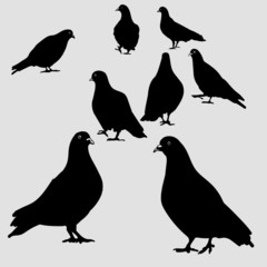 set of black silhouettes of birds
